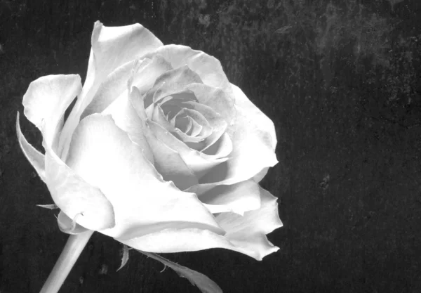Infra czerwona róża — Zdjęcie stockowe