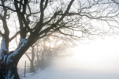 Misty dawn karlı alan üzerinde