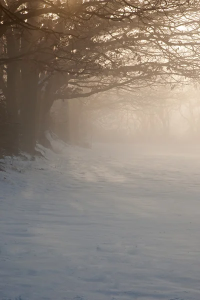 Misty Dawn over Snowy Field — Stock Photo, Image