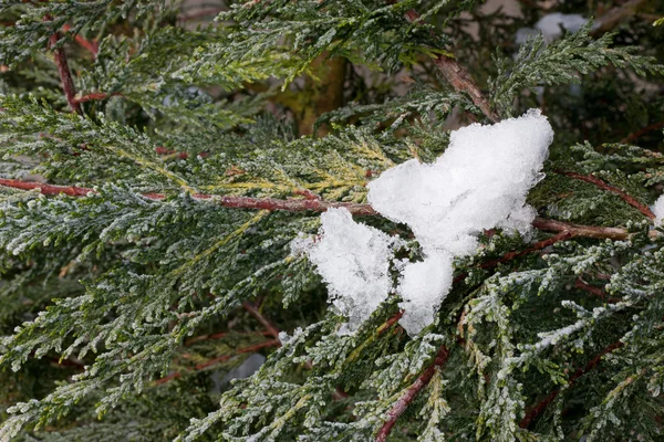 雪に覆われたエバー グリーン — ストック写真