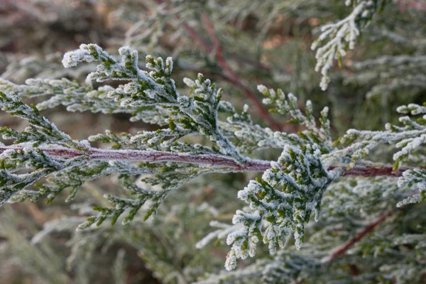 stock image Frosty Evergreen