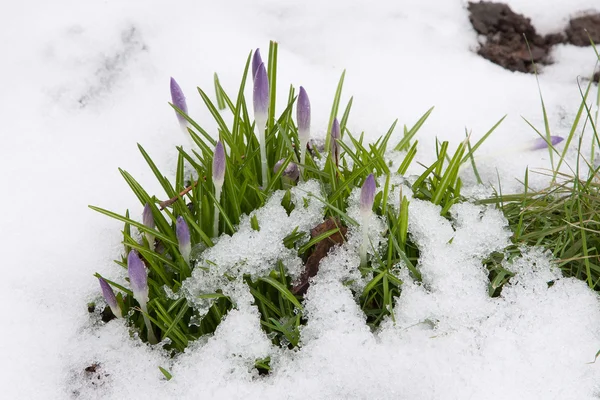 stock image Crocus Buds in Snow