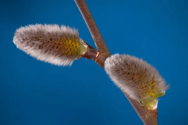 Willow tomurcuklar — Stok fotoğraf