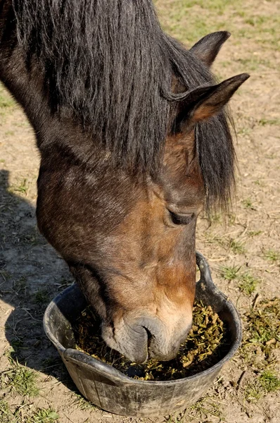 Meisje haar paard voederen — Stockfoto