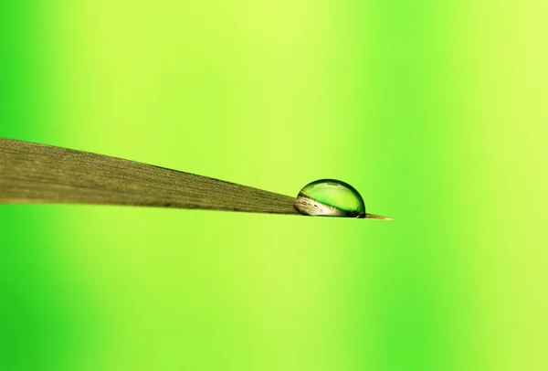 Droplet on leaf — Stock Photo, Image