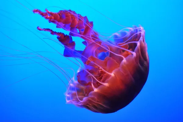 Jelly fish — Stock Photo, Image