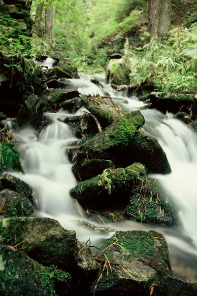 stock image Forest stream