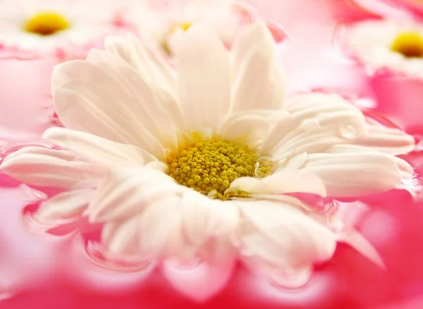 Doğa arka planda güzel bir çiçek — Stok fotoğraf