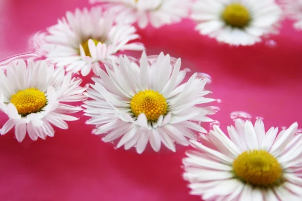 Bela flor na natureza fundo — Fotografia de Stock