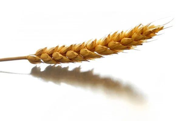 Stock image Wheat close up