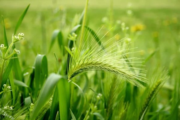 stock image Green Wheat