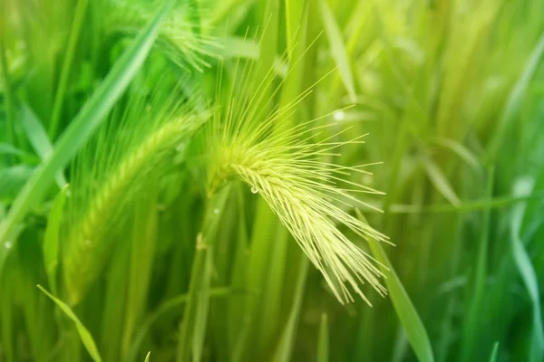 stock image Green Wheat