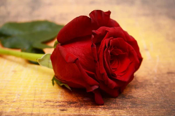 Rosa roja sobre fondo grunge — Foto de Stock