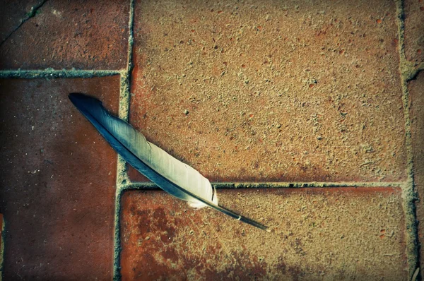 stock image Fallen Feather