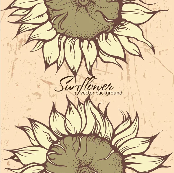 Bidang bunga matahari - Stok Vektor