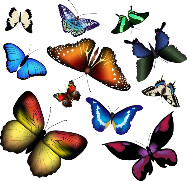 Vector illustation de borboletas — Vetor de Stock