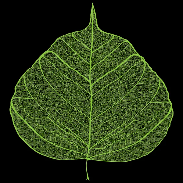 Green leaf skeleton — Stock Vector