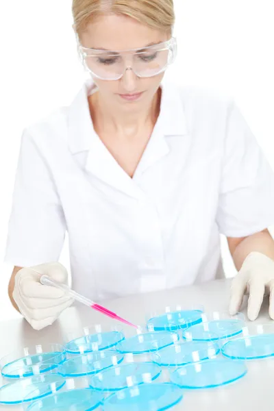 Naukowca, co expering za pomocą płytki Petriego — Zdjęcie stockowe