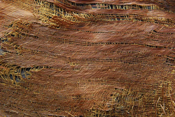 Textura palmy stromové kůry — Stock fotografie