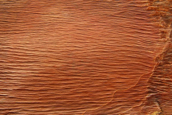 Textura de corteza de palmera — Foto de Stock