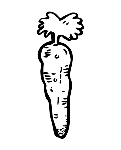 Carrot doodle — Stock Vector