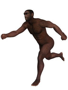 Homo Erectus