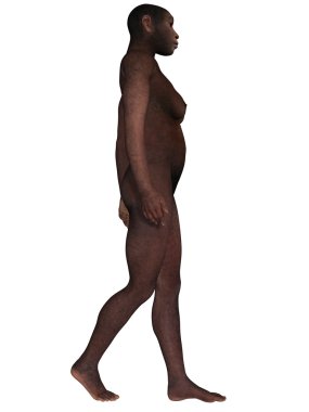 Homo Erectus