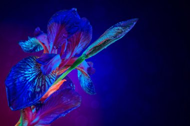 parlayan iris çiçeği