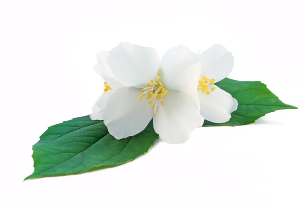 stock image Jasmine flowers