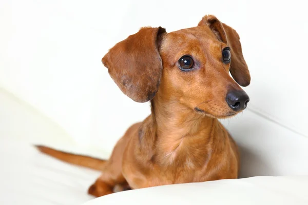 Cão dachshund em casa no sofá — Fotografia de Stock