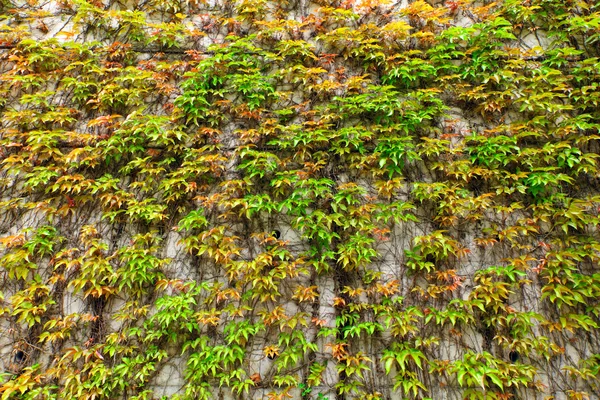 Folha verde na parede — Fotografia de Stock