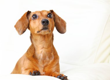 Dachshund Köpek