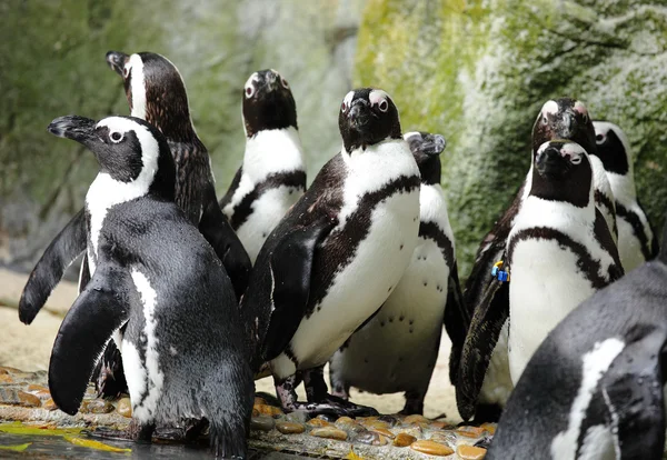 Пінгвіни — стокове фото