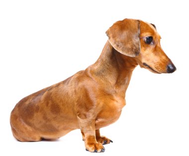 Dachshund Köpek