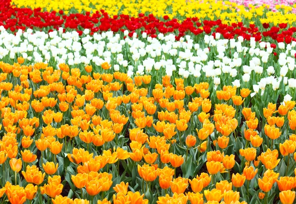 Colorful flower field of tulip — Zdjęcie stockowe