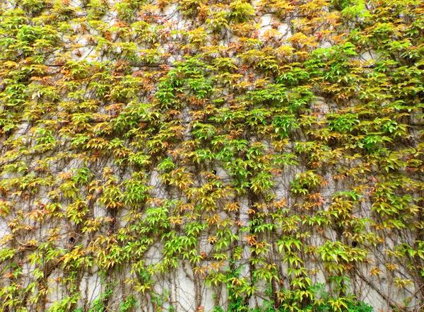 Folhas verdes parede — Fotografia de Stock