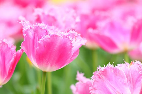 stock image Close up of pink tulip