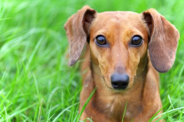 Dachshund Köpek Parkı