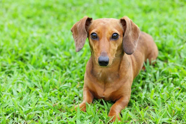 Cão dachshund no parque — Fotografia de Stock