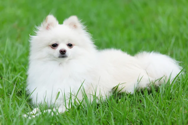 Cane bianco pomerania — Foto Stock