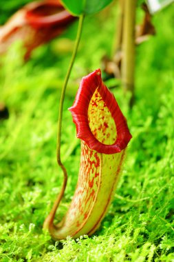 Pitcher plant clipart