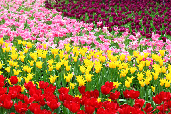 Tulips flower field