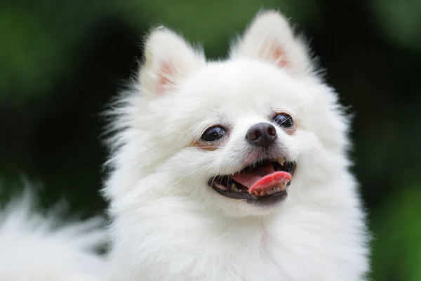 Weißer Pommernhund — Stockfoto