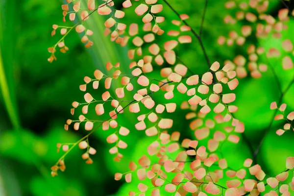 stock image Fresh plants background