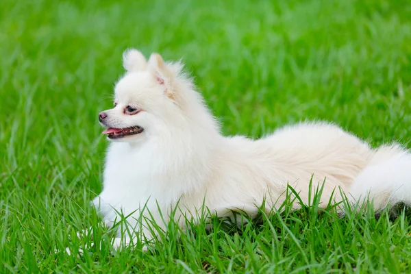 Λευκό pomeranian σκύλος — Φωτογραφία Αρχείου