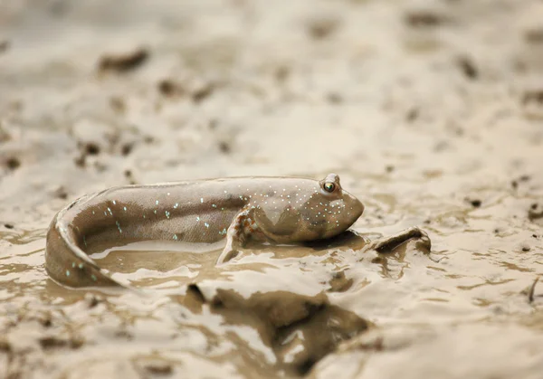 mudskipper — 图库照片 #10518465