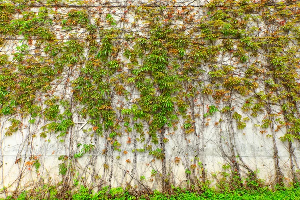 Зеленое растение на стене — стоковое фото