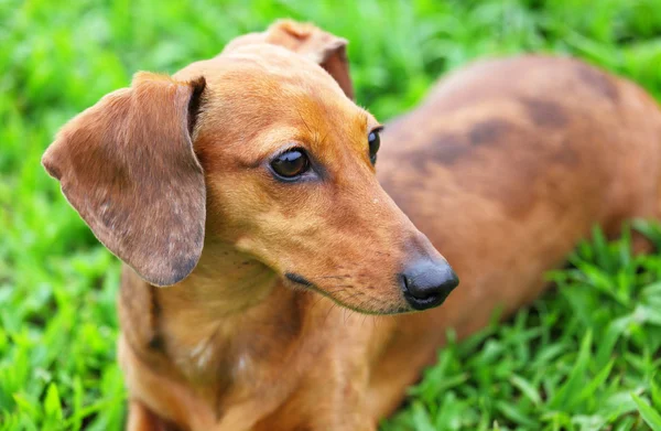 Dachshund dog in park — Stock Photo, Image