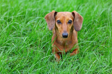 Dachshund Köpek Parkı