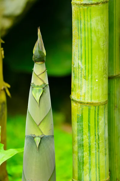 stock image Bamboo shoot